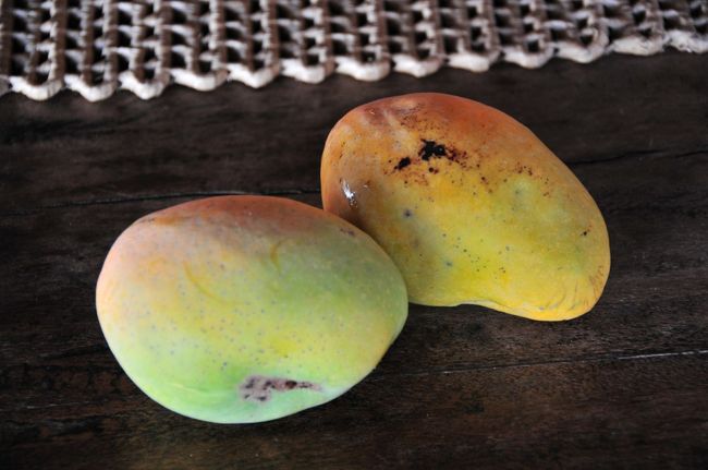 ちょっと山の上しかも日陰部分ではまだ完全に熟されてなく、繊維が多いが、、、、それでも夢にまで見たマンゴー食べ放題。<br />ナイフも使わずかぶりつきます