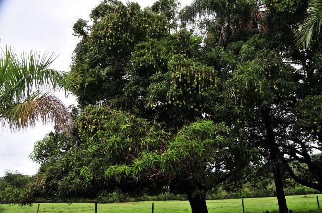 そう！！<br />これが夢にまで見た、マンゴーの木。