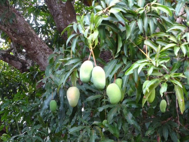 売れたマンゴーを下から見つけ枝を揺らし、落として拾うといういかにも原始的な方法でマンゴーをゲットします