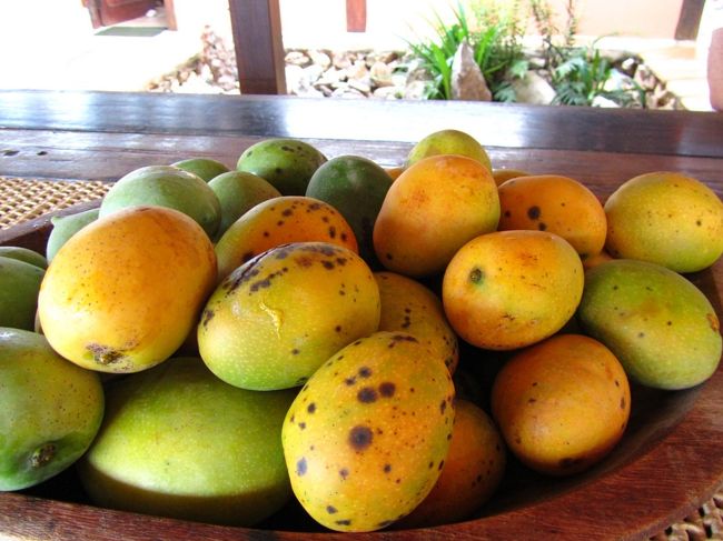 一つのマンゴーの木の下で１時間ほどでこんなに収穫できます<br /><br />収穫したはいいけどこんなに食べれるのか。。。