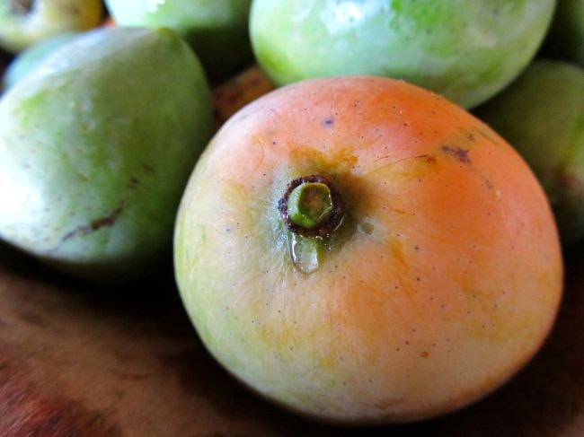 一番食べころのマンゴー<br /><br />ここではマンゴーの涙が出たころが一番の食べころといわれているそう