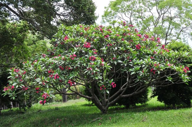 デザートは同じくキッチン裏に自生している木に咲いた花の蜜を吸い