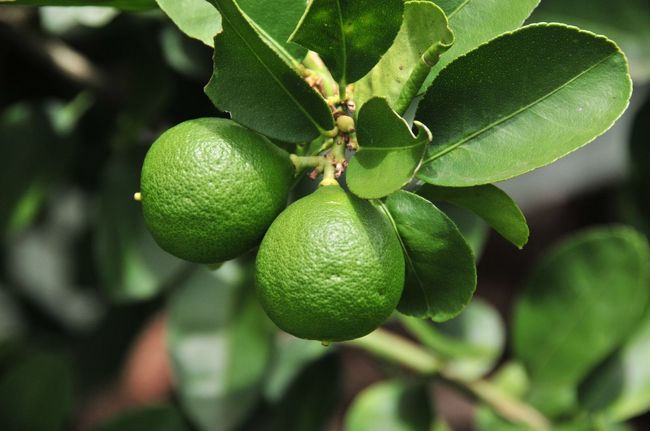 こちらも自生しているレモン。カシャーサに絞って飲むと最高です