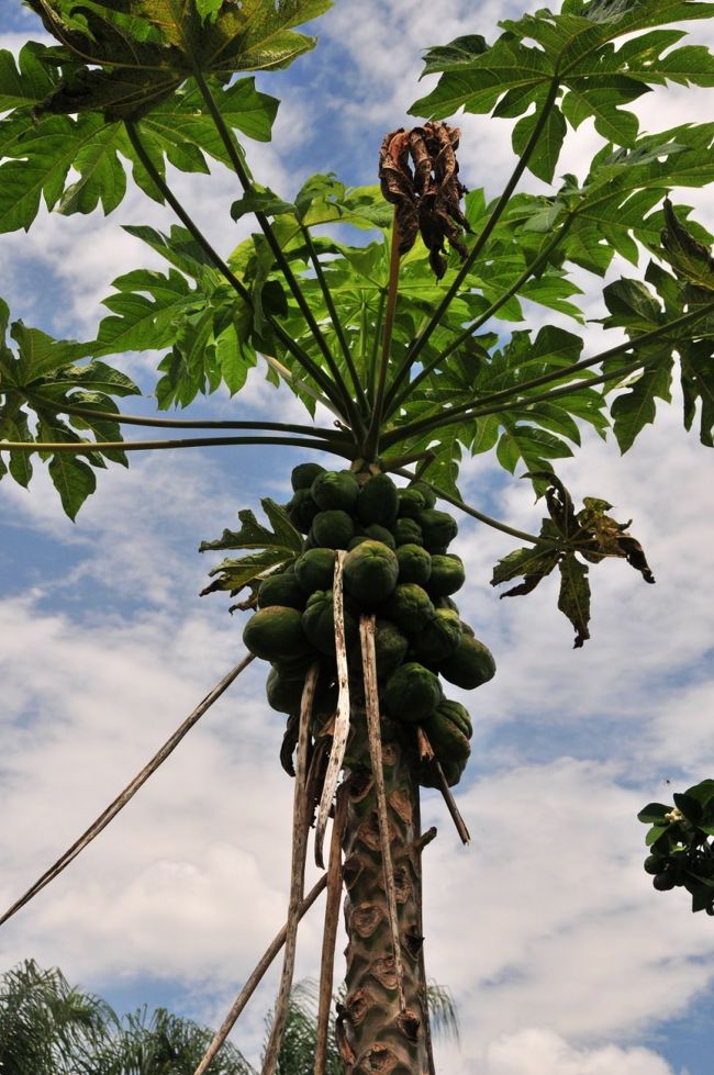 パパイヤもたべころ