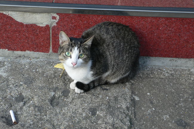 釜山猫。