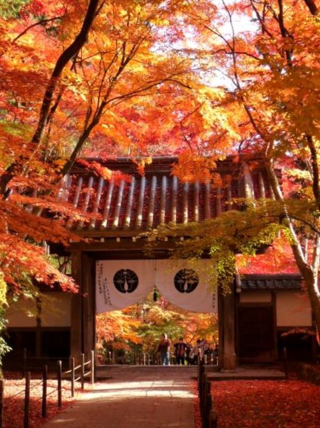 京都 もみじの絨毯 光明寺 宝筐院 祇王寺 常寂光寺 永観堂ライトアップ 京都の旅行記 ブログ By ももらんさん フォートラベル