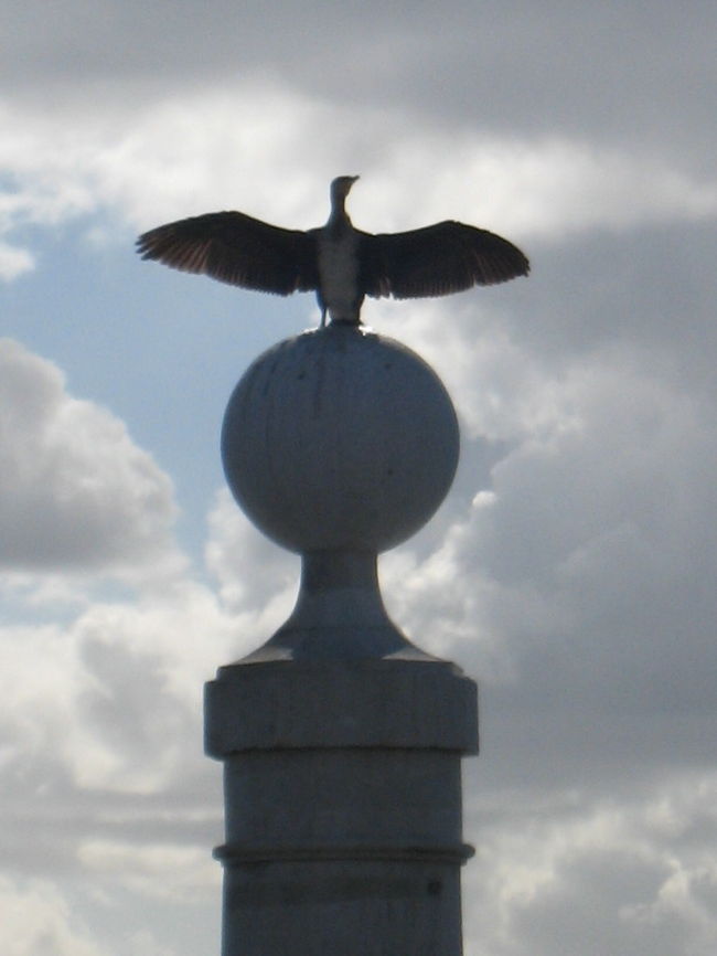 水辺には鳥がたくさんいて、のんびりした風景でした。<br />１１月は川崎よりリスボンの方が微妙に暖かいです。