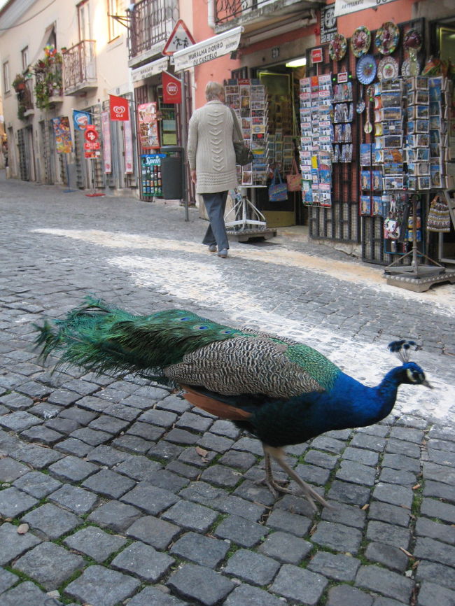 ぐるぐる歩いてようやく城の入り口を見つけました。<br />城内では孔雀が放し飼いにされていたのですが、この子がいるのは城外のみやげもの屋の前です。城から逃げ出したの？