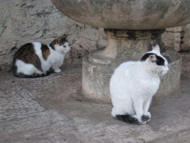あなたたちは飼われてるんじゃないよね？