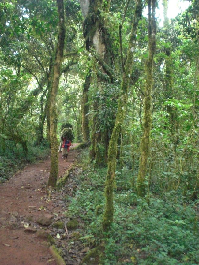 サルもいる樹林帯を。