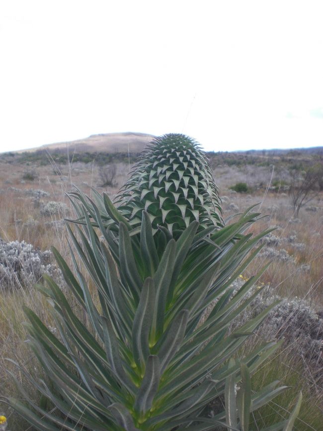 さぼてん？ジャイアントセネシオ