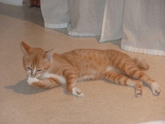 ゲストハウスに何となく棲みついている猫たちの一匹とお友達に・・