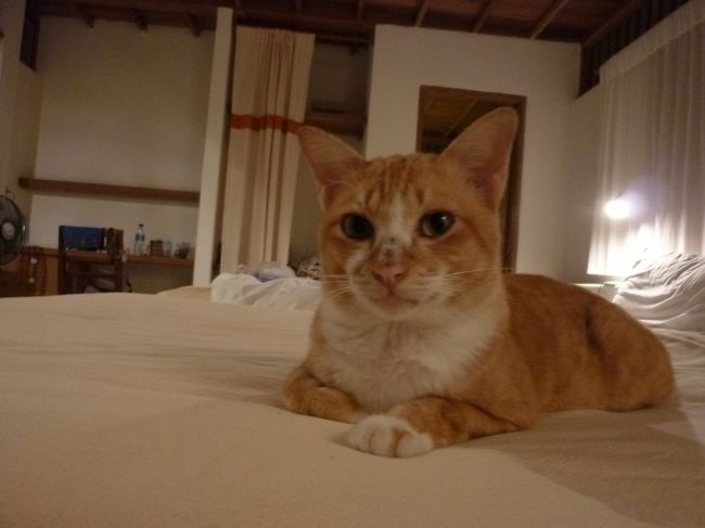 接写良いですか？　てんさん？<br /><br />（私がつけた名前、鼻に黒い点々が三つあるから）