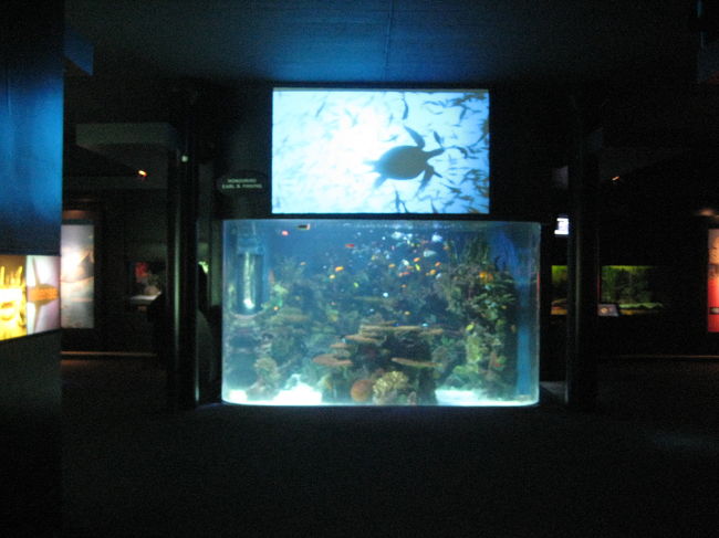館内はカナダ沿岸や熱帯、巨大魚、<br />アマゾンのジャングルなど、<br />テーマごとに展示されています。