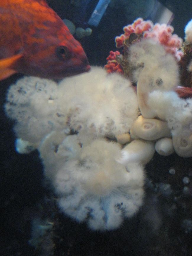 綿のような雪の結晶のような、<br />ふわふわしたいそぎんちゃく。