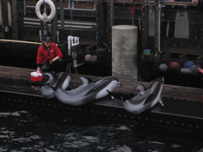 次は屋外でイルカショー。<br /><br />スピーディーな泳ぎにダイナミックなジャンプ。<br />間近で見られて楽しい！