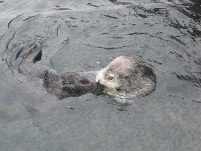くるくる回っていたラッコ。<br />可愛い♪<br />