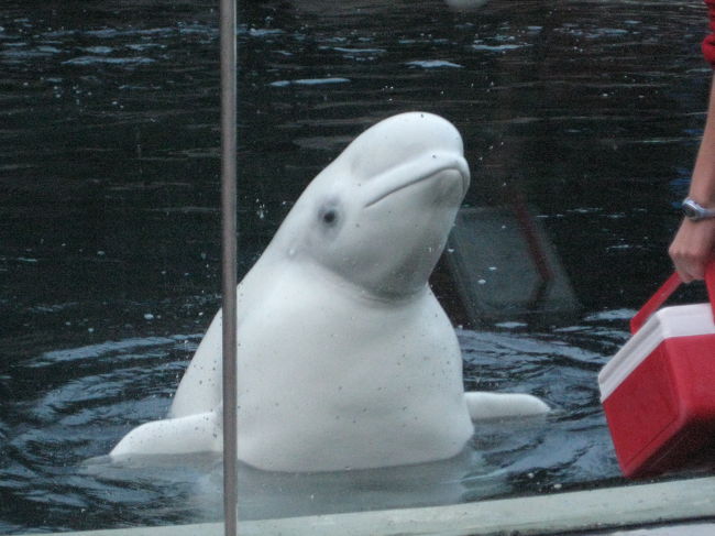 次はベルーガのショー。<br />本当に全身きれいに真っ白！<br /><br />逆立ちが得意みたい。<br />動きがゆっくりで何だかユーモラス。