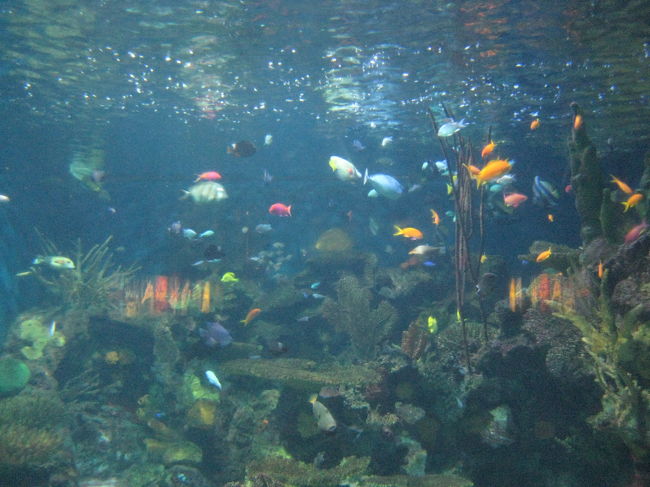 とっても色鮮やかできれいな水槽が多いです。