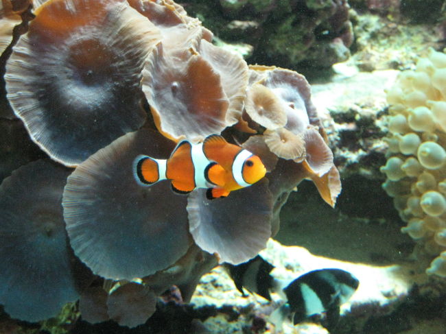 ニモ（カクレクマノミ）発見☆