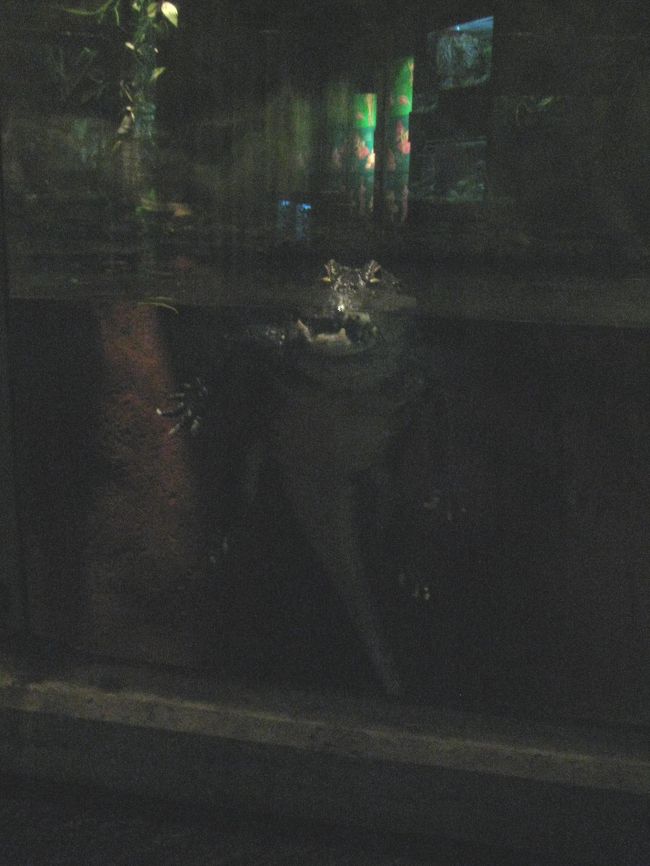 ピクリとも動かなかったワニ。<br />不気味で恐い・・・