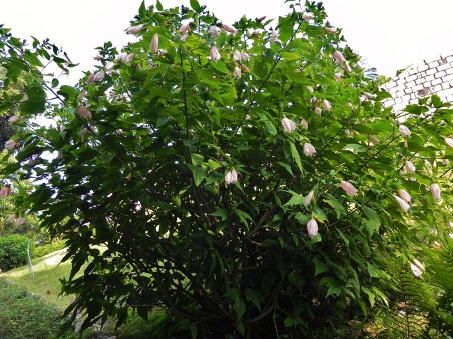 明るいのに何故かつぼんでるハイビスカス、はぁはぁ