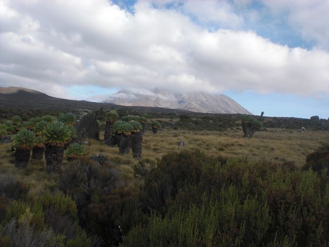 ジャイアントセネシオとまだかなたのキリマンジャロ