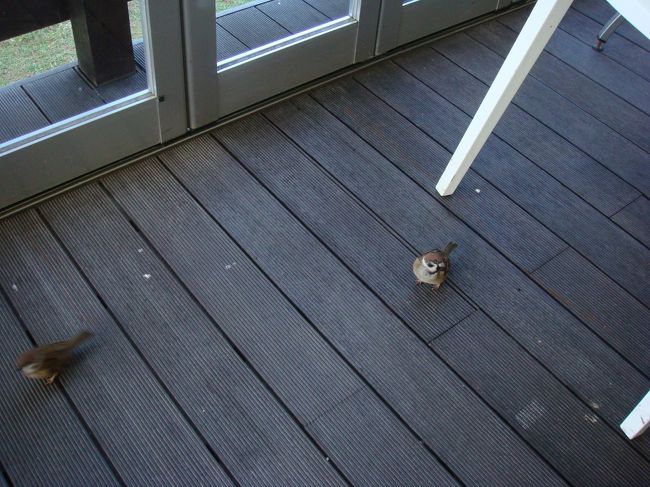 テラス席には、スズメがたくさんやってきて<br />片付けてない食器から、残飯を盗み食いしていました。<br />だからか、ほとんどのスズメはデブ。