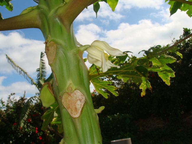 パパイヤのお花。