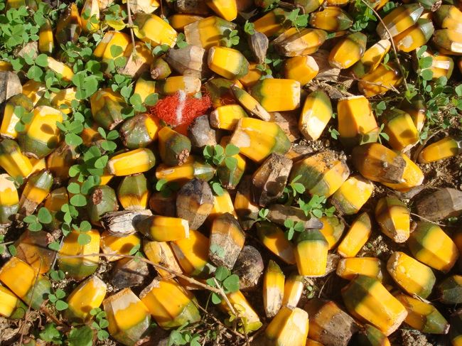 表の街路樹の根元に沢山落ちてた。<br />これ、なんだか分かる？