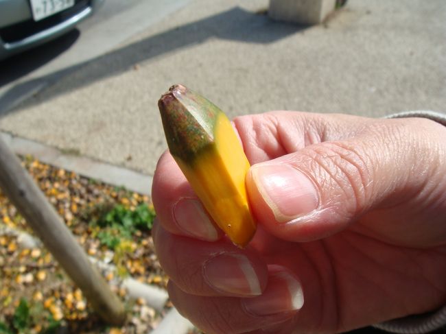 こんなの。<br />かじってみたら、とっても固くて歯が立たない。