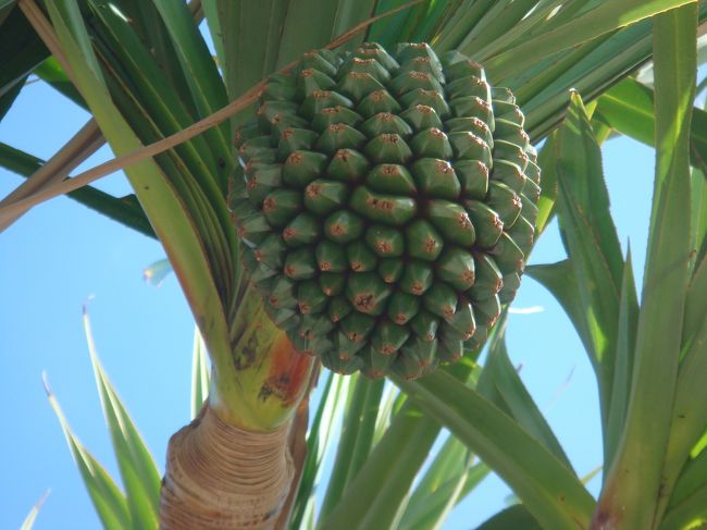 上を見上げると…<br /><br />正解はこれ。<br />アダンの実です。これが…