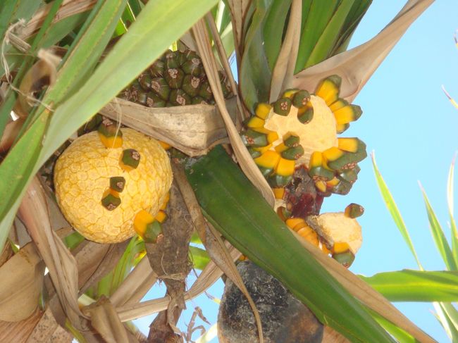 こんな風に、みがぽろぽろ落ちるんですね。<br /><br />私はこういうの初めてみました。<br />夏は実がオレンジ色に熟しているように見えても<br />こんな風に落ちてるところは見たことが<br />ないなぁ。<br />秋や冬だけ、こんな風に落ちるのかなぁ。<br />それとも、私が今まで気づかなかっただけなのかなぁ？