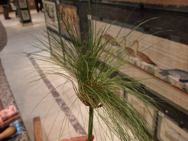 パピルスです。