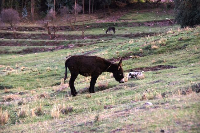 遺跡から戻る道脇では、地元の人たちが家畜を放牧していました。<br />ろば？がおいしそうに草を食んでいます。<br />