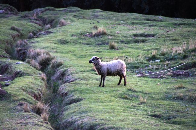 羊ものんびり過ごしていますね。<br />