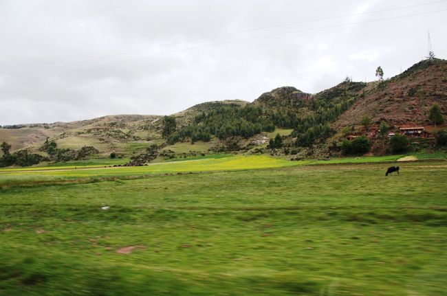 牛が草を食んでいます。写真は撮れなかったのですが、村の子供たち元気に遊んだり走りまわったりもしていましたよ。<br />