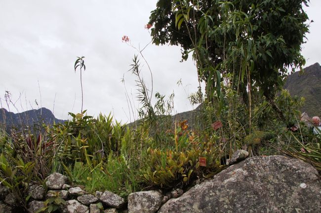 神官の館のとなりに、小さな植物園があります。ここにはマチュピチュの周辺で見られる植物が集めて植えられています。アンデスの高地でよく飲まれているコカ茶の原料、コカの木は標高の高いマチュピチュでは育たないのですが、インカの時代から品種改良がなされ、ここでは小さいながらも育っているのが驚きです。<br />