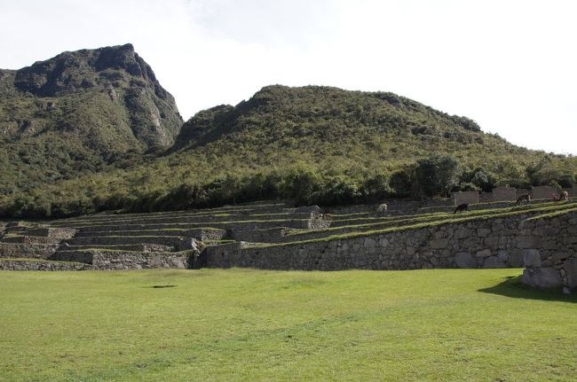 さらに奥へと入っていくと・・・なんとリャマがいます。のんびりと草を食んでいます。ほのぼの。<br />