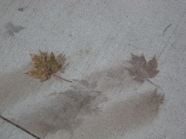 まずはジョージア通りをてくてく歩く。<br /><br />街路樹のメープルリーフが道に落ちて、跡がつき、<br />こんなシルエットがあちこちに。