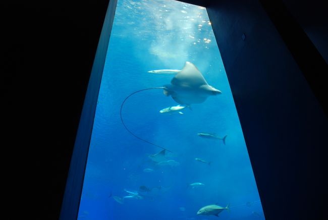 沖縄にきたらやっぱり<br /><br />ちゅら海水族館へ<br /><br />カフェからゆっくり見物