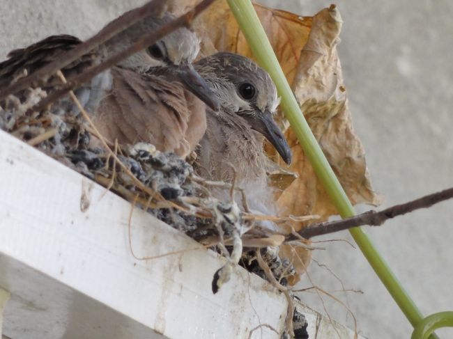 窓の上にはかわいい鳥が。ハトのようだ。<br />日本で見るものと多少違うが、鳴き声はいっしょ。