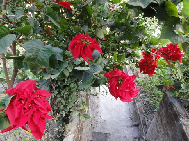 ベジタブルガーデンの中にきれいな花（葉？）<br />これあちこちで見た。日本でも見たことあるような…あーなんだっけ？思い出せなくてもやもやする。<br />ふと思い出した。ポインセチア！クリスマスシーズンにいつも見てたのに、あまりに形状が違うので気がつかなかったよ。<br />あーすっきりした。<br />赤いのは花じゃなくて苞ですね。<br />近所にブーゲンビリアもあったし、カトマンズの冬は寒くないらしい。