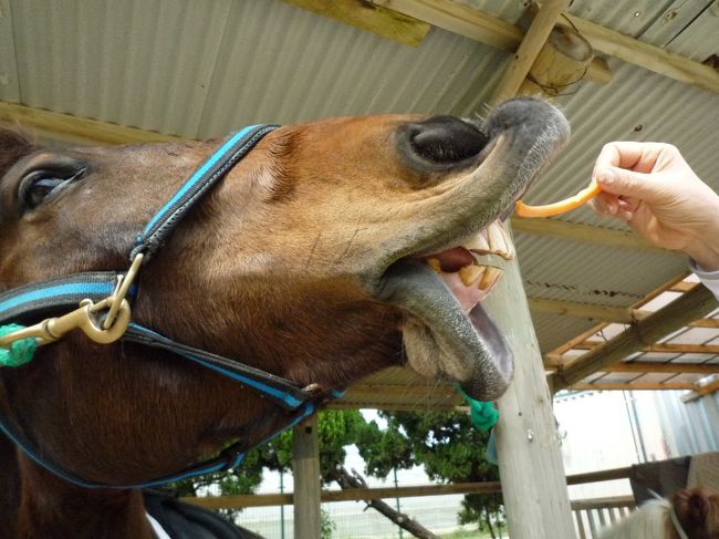 馬もいっぱいいて<br /><br />乗馬体験なんかも出来るそう<br /><br />私たちはにんじんのえさを買ってあげただけだけど！<br /><br />