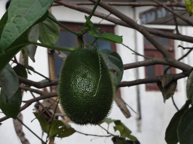 日本の野菜と同じものが多い。<br />これは、ハヤトウリ。ちょっと毛がおおいけど。<br />ダイコン、ニンジン、ガーリック、ナスなどおなじみのものばかりで、野菜栽培が趣味の私は楽しくなってくる。