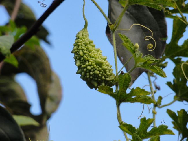 ゴーヤもこんなに元気。<br />ここの冬は鹿児島くらいか？