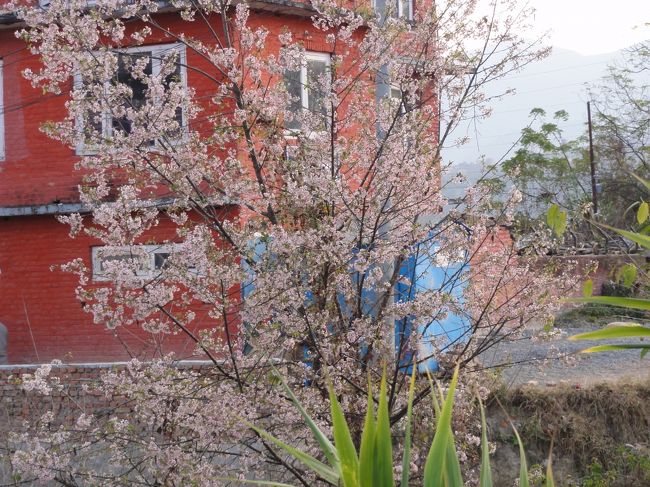 サクラとお別れして、またまた食事をいただく。<br />おとうさんの娘さんと小さい孫の女の子はタメルに住んでいるので、いっしょにタクシーで帰ってくれた。<br />すっかり仲良くなって名残惜しいが、街でバイバイ。<br />満腹の一日だった。<br />みなさんありがとう。