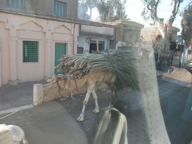 パピルス（？）を運んでいます。まだこの運搬手段が健在。