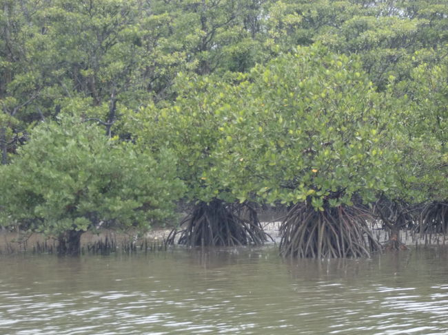 マングローブの木