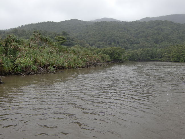 仲間川は全長17.5kmの長さで西表島では浦内川に次いで大きな川、<br />両岸には日本最大規模の約300haのマングローブが広がります。<br /><br />その中をゆっくりと船は進みます、穏やかな川なので揺れもなく快適、<br />所々マングローブに近づいてその都度解説があります。